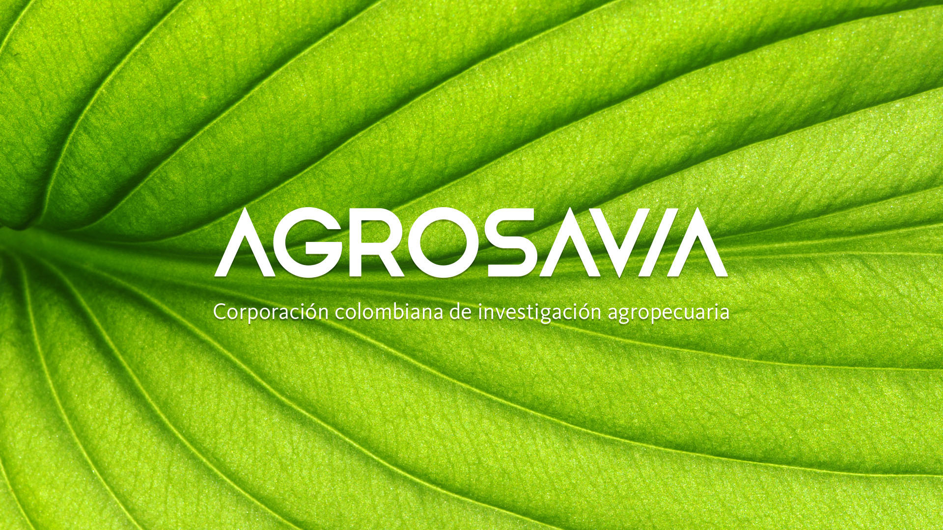 Diseño de Imagen corporativa. Re-Branding para la marca Agrosavia